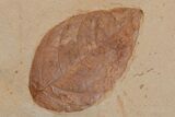 Two Red Fossil Leaves (Rhamnus & Fraxinus) - Montana #165062-2